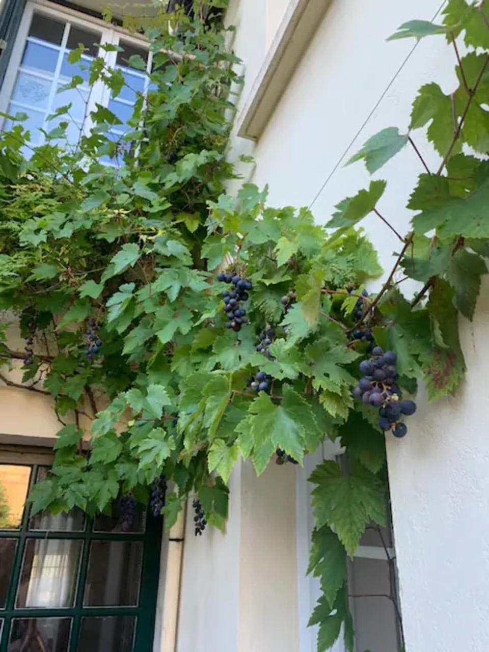 Appartement Spacieux Et Elegant Avec Jardin Montivilliers Exterior foto